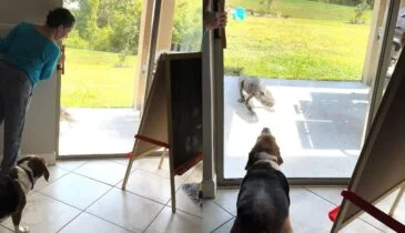 Alligator wil het huis binnenkomen maar de hond laat weten dat hij niet gewenst is