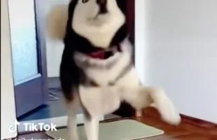 Hilarisch: deze honden dansen de hele dag!