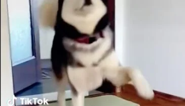 Hilarisch: deze honden dansen de hele dag!