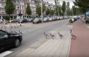 File in Den Haag: maar wel één die iedereen een dikke glimlach bezorgt