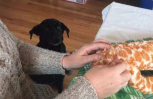 Labrador wacht heel geduldig op haar speeltje dat gerepareerd wordt