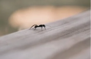 Pak de mieren in jouw huis aan op deze simpele manier zonder chemicaliën