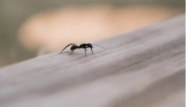 Pak de mieren in jouw huis aan op deze simpele manier zonder chemicaliën