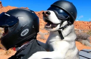 Hij maakt op zijn motor een grote roadtrip, mét zijn hond achterop