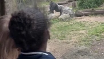 Deze gorilla had even geen zin in starende mensen, dan doet hij iets hilarisch!