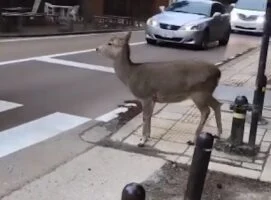 Auto’s scheuren voorbij, maar dit hertje wacht braaf op zijn beurt! Magisch moment!