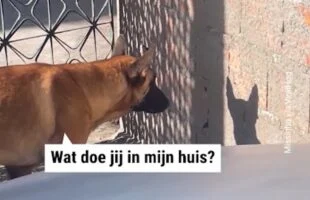 De hond is helemaal in de war van zijn eigen schaduw en zoekt ruzie met zichzelf!